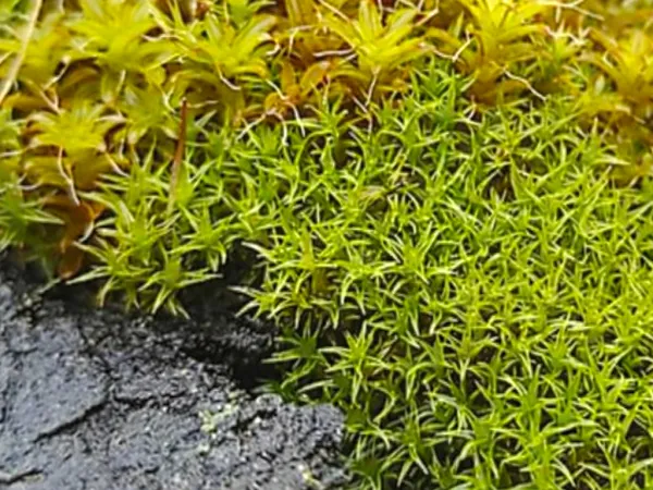 Le Briofite: gli architetti invisibili della Cascata delle Marmore