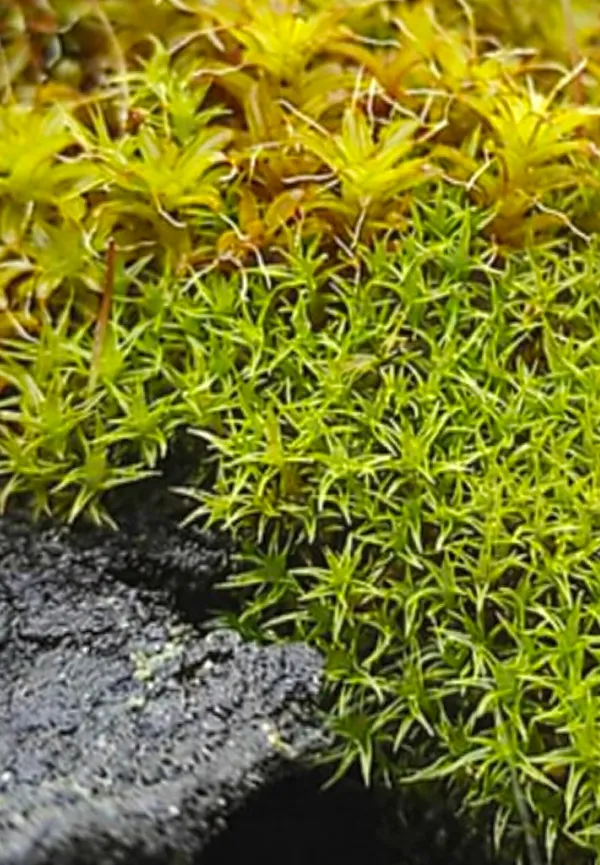 Le Briofite: gli architetti invisibili della Cascata delle Marmore